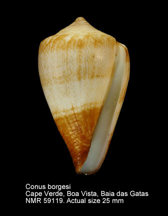 Conus borgesi.jpg - Conus borgesiTrovão,1979